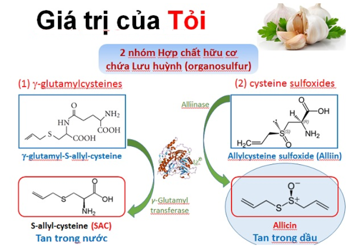 GiÃ¡ trá» cá»§a tá»i